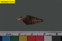 藏品(寄居蟹)的圖片